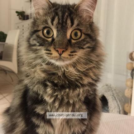 Photo 1/1 Samba Chat lost in Juvignac