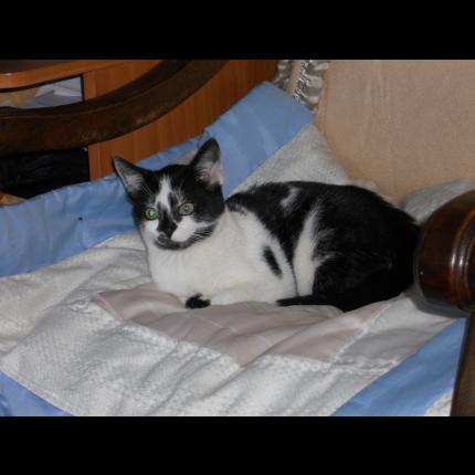 Photo 1/1 PIXEL Chat lost in Breuil le vert