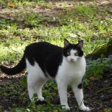 Picture of cat lost at Toulouse