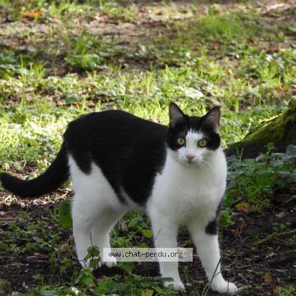 Photo 1/1 Luna Chat lost in Toulouse