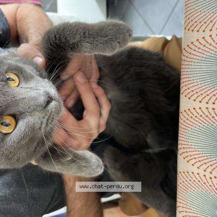 Photo 1/1 Cat reunited Found in Paris