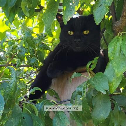 Foto 1/1 Gatto ritrovato Smarrito a Romanel Sur Lausanne