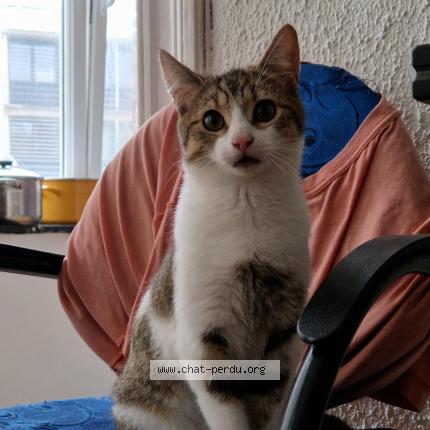 Foto 1/1 Kat teruggevonden Vermist in Ixelles