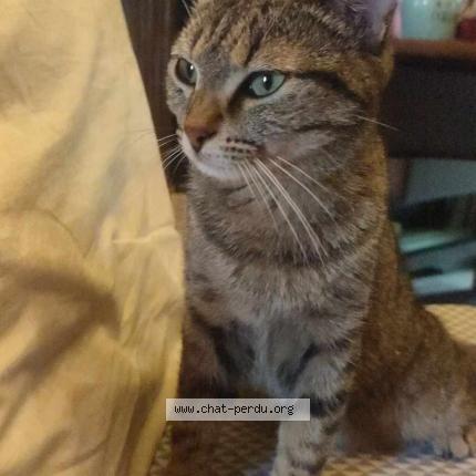 Foto 1/1 Kat teruggevonden Gevonden in Barvaux