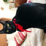 Picture of cat lost at Blanquefort