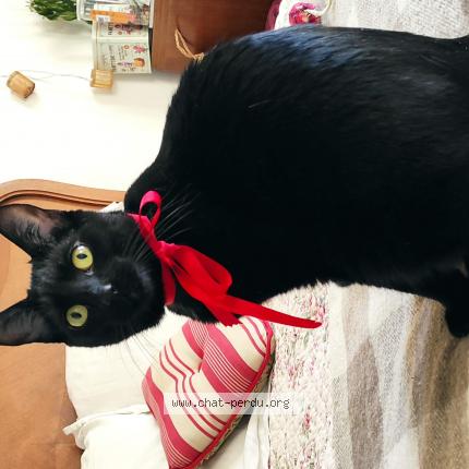 Photo 1/1 Imogen Chat lost in Blanquefort