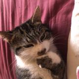 Picture of cat lost at Cezay