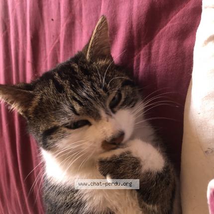 Photo 1/1 P’tit coeur Chat lost in Cezay