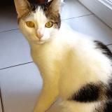 Picture of cat lost at Trelaze