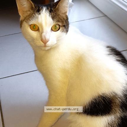 Photo 1/2 NUAGE toujours recherch&eacute; Chat lost in Trelaze