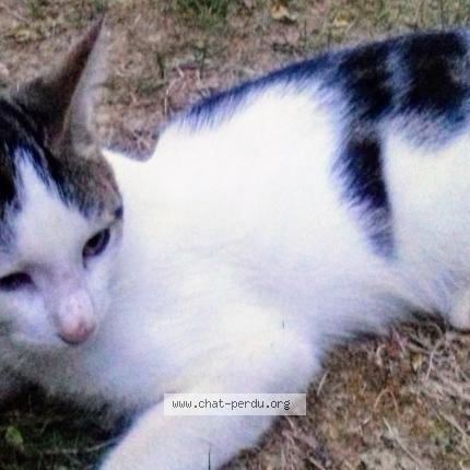 Photo 2/2 NUAGE toujours recherché Chat lost in Trelaze