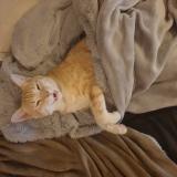 Picture of cat lost at Roeschwoog