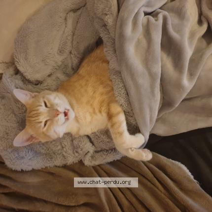 Photo 1/1 Felix Chat lost in Roeschwoog