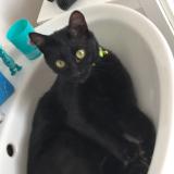 Picture of cat lost at Vitot