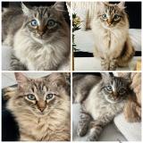 Picture of cat lost at Saint Just