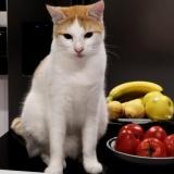 Picture of cat lost at Mauguio