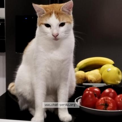 Photo 1/1 TAO Chat lost in Mauguio