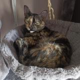 Picture of cat lost at Argenteuil