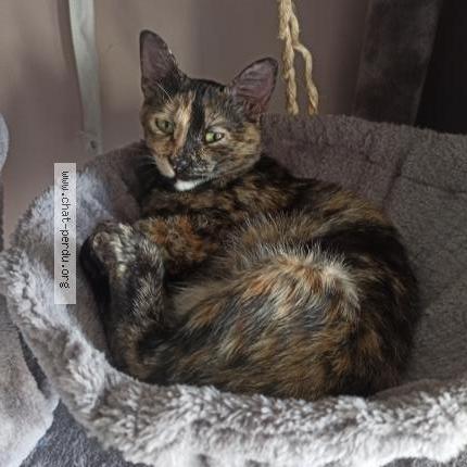 Photo 1/1 Julia Chat lost in Argenteuil