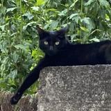 Picture of cat lost at Voulangis