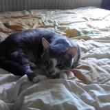 Picture of cat lost at Clermont Ferrand