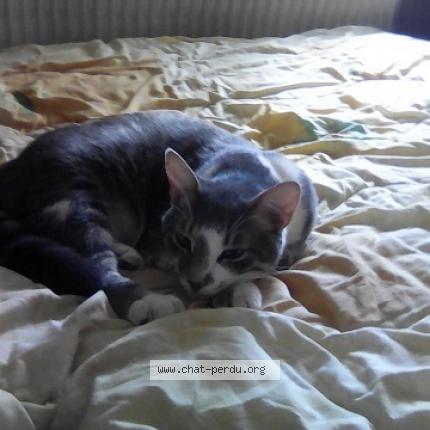 Photo 1/1 B.B.ZEUS Chat lost in Clermont ferrand