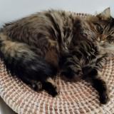 Picture of cat lost at Cestas