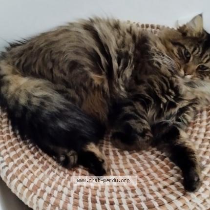 Photo 1/1 Bagheera Chat lost in Cestas