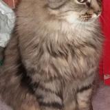 Picture of cat lost at Auxerre