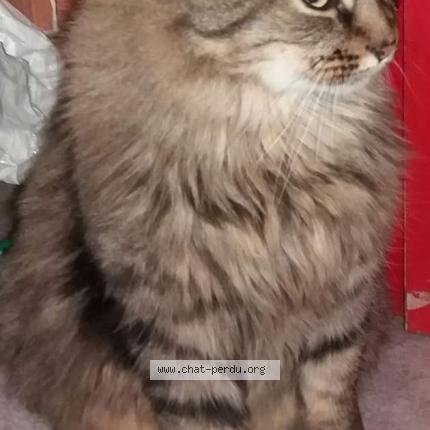 Photo 1/1 Junior Chat lost in Auxerre