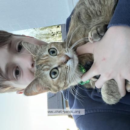Foto 1/1 Wiedergefundene Katze Verloren in Yvonand