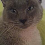 Picture of cat lost at Guer