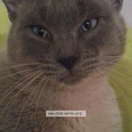 Photo 1/1 Cat reunited Lost in Guer