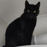 Picture of cat lost at Aulnay Sous Bois