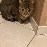 Picture of cat lost at Bordeaux