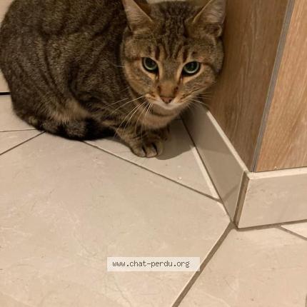 Photo 1/1 Samson Chat lost in Bordeaux