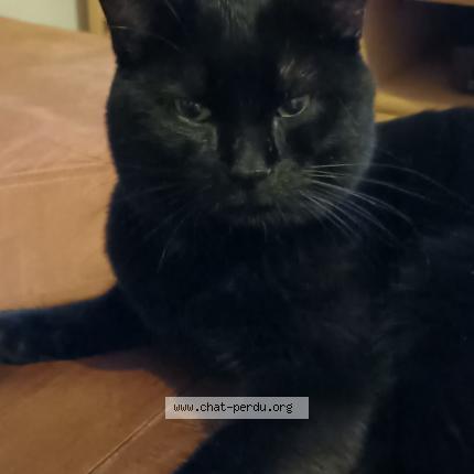 Photo 1/3 Bibou Chat lost in Wolfersdorf