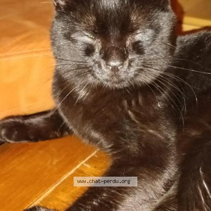 Photo 2/3 Bibou Chat lost in Wolfersdorf