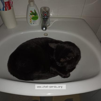 Photo 3/3 Bibou Chat lost in Wolfersdorf