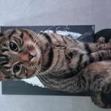 Picture of cat lost at Belz