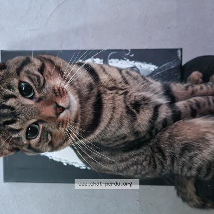 Photo 1/1 Oppo Chat lost in Belz