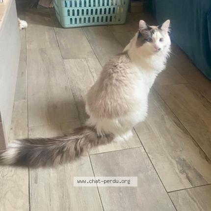 Photo 1/1 Ulysse Chat lost in Joigny