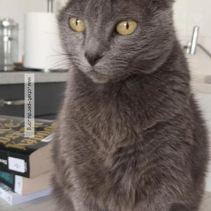 Photo 1/1 Sophie Chat lost in Leguevin