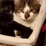 Picture of cat lost at Pierres