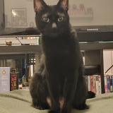 Picture of cat lost at Anderlecht