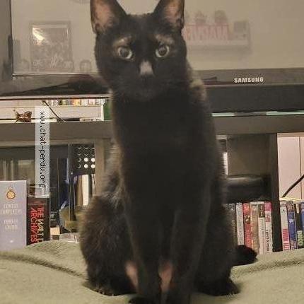 Photo 1/1 Mimo Chat lost in Anderlecht