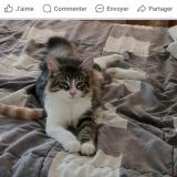 Picture of cat lost at Montreal