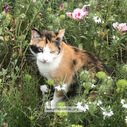 Photo 1/1 Pika Chat lost in Habere poche