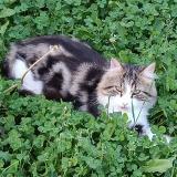 Picture of cat lost at St Vallier