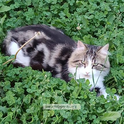 Photo 1/1 Rikiss Chat lost in St vallier